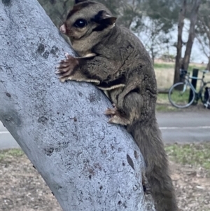 Petaurus notatus at Yarralumla, ACT - 26 Sep 2022 05:56 PM