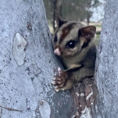 Petaurus notatus at Yarralumla, ACT - 26 Sep 2022