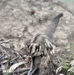 Petaurus notatus at Yarralumla, ACT - 26 Sep 2022