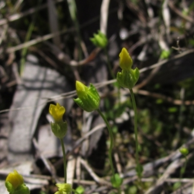 Cicendia quadrangularis (Oregon Timwort) at Weetangera, ACT - 25 Sep 2022 by pinnaCLE