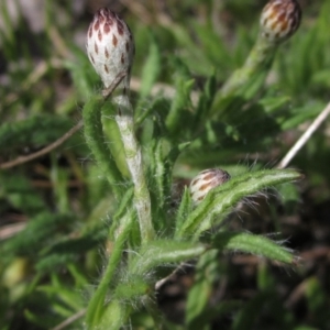 Leptorhynchos squamatus at Weetangera, ACT - 25 Sep 2022