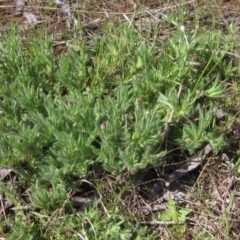 Leptorhynchos squamatus at Weetangera, ACT - 25 Sep 2022