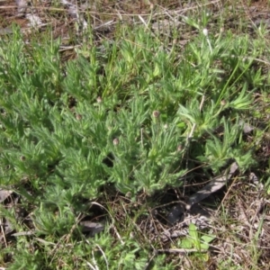 Leptorhynchos squamatus at Weetangera, ACT - 25 Sep 2022