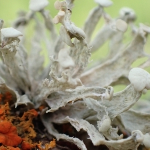 Ramalina sp. at Murrumbateman, NSW - 25 Sep 2022