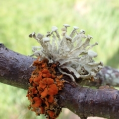 Ramalina sp. at Murrumbateman, NSW - 25 Sep 2022