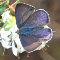 Erina hyacinthina (Varied Dusky-blue) at Queanbeyan West, NSW - 25 Sep 2022 by Harrisi