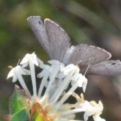 Erina hyacinthina at Queanbeyan West, NSW - 25 Sep 2022 04:00 PM