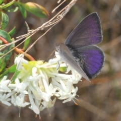 Erina hyacinthina at Queanbeyan West, NSW - 25 Sep 2022 04:00 PM