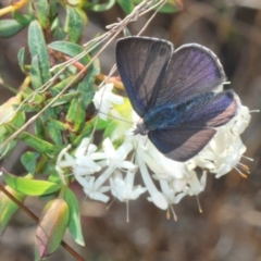 Erina hyacinthina at Queanbeyan West, NSW - 25 Sep 2022 04:00 PM