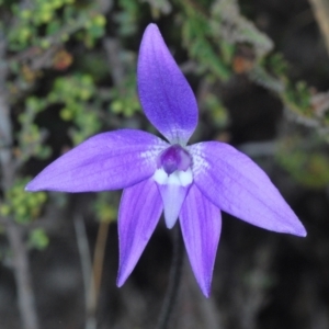 Glossodia major at Jerrabomberra, NSW - 25 Sep 2022