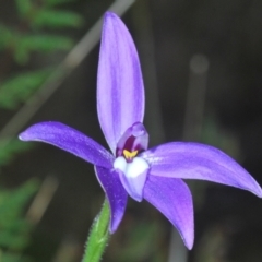 Glossodia major at Jerrabomberra, NSW - 25 Sep 2022