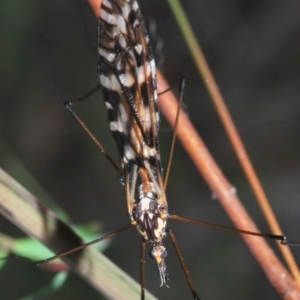 Ischnotoma (Ischnotoma) eburnea at Jerrabomberra, NSW - 25 Sep 2022 05:01 PM