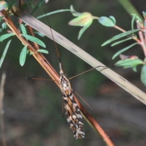 Ischnotoma (Ischnotoma) eburnea at Jerrabomberra, NSW - 25 Sep 2022 05:01 PM