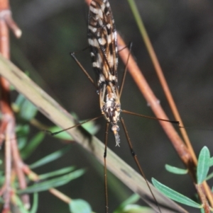 Ischnotoma (Ischnotoma) eburnea at Jerrabomberra, NSW - 25 Sep 2022 05:01 PM