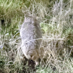 Vombatus ursinus (Common wombat, Bare-nosed Wombat) at Jerrabomberra, ACT - 26 Sep 2022 by HelenCross