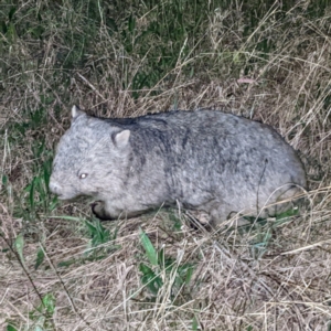 Vombatus ursinus at Jerrabomberra, ACT - 26 Sep 2022