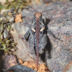 Tetrigidae (family) at Jerrabomberra, NSW - 25 Sep 2022 05:21 PM