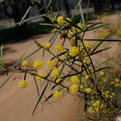 Acacia montana (Mallee Wattle) at Koorawatha, NSW - 25 Sep 2022 by drakes