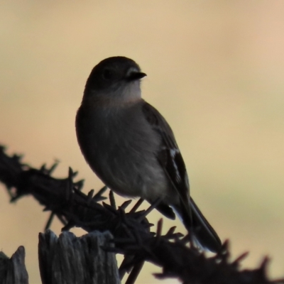 Petroica phoenicea (Flame Robin) at Dry Plain, NSW - 25 Sep 2022 by AndyRoo