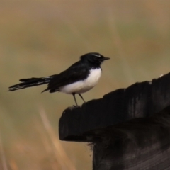 Rhipidura leucophrys (Willie Wagtail) at Dry Plain, NSW - 25 Sep 2022 by AndyRoo