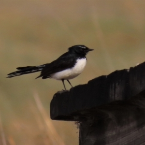 Rhipidura leucophrys at Dry Plain, NSW - 25 Sep 2022