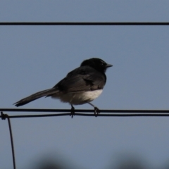 Rhipidura leucophrys at Dry Plain, NSW - 25 Sep 2022