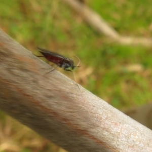 Sciaridae sp. (family) at Hall, ACT - 18 Sep 2022