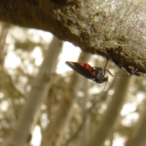 Sciaridae sp. (family) at Hall, ACT - 18 Sep 2022