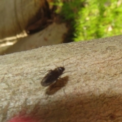 Sciaridae sp. (family) at Hall, ACT - 18 Sep 2022 01:44 PM