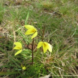 Diuris chryseopsis at Hall, ACT - 18 Sep 2022