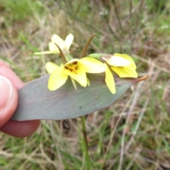 Diuris chryseopsis at Hall, ACT - 18 Sep 2022