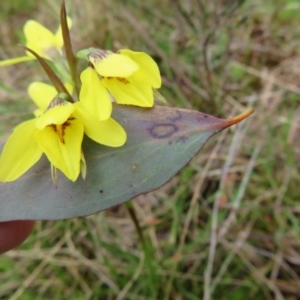 Diuris chryseopsis at Hall, ACT - 18 Sep 2022