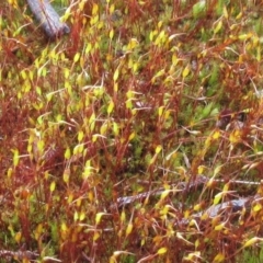 Rosulabryum sp. (A moss) at The Pinnacle - 1 Oct 2022 by sangio7