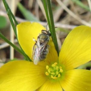 Lasioglossum (Chilalictus) cognatum at Hall, ACT - 18 Sep 2022