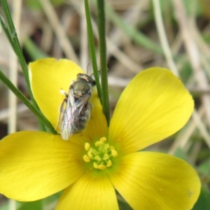 Lasioglossum (Chilalictus) cognatum at Hall, ACT - 18 Sep 2022