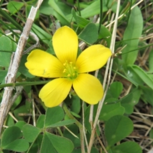 Oxalis sp. at Hall, ACT - 18 Sep 2022