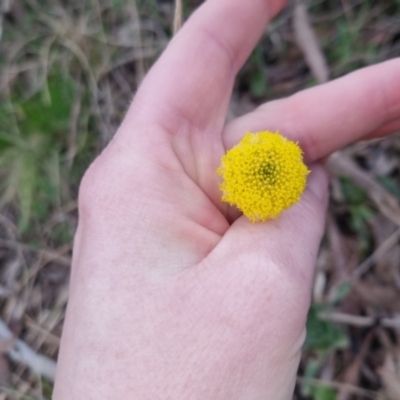 Craspedia sp. (Billy Buttons) at Bungendore, NSW - 26 Sep 2022 by clarehoneydove