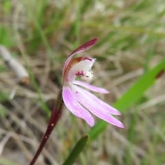 Caladenia fuscata (Dusky Fingers) at Hall, ACT - 18 Sep 2022 by Christine