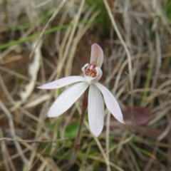 Caladenia fuscata (Dusky Fingers) at Hall, ACT - 18 Sep 2022 by Christine