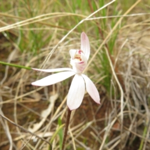 Caladenia fuscata at Hall, ACT - suppressed