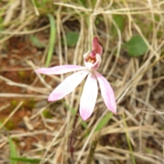 Caladenia fuscata at Hall, ACT - suppressed