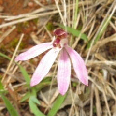 Caladenia fuscata at Hall, ACT - suppressed