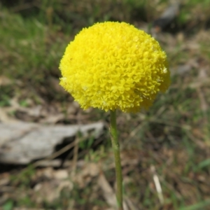 Craspedia variabilis at Hall, ACT - 18 Sep 2022