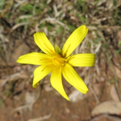 Microseris walteri (Yam Daisy, Murnong) at Hall, ACT - 18 Sep 2022 by Christine