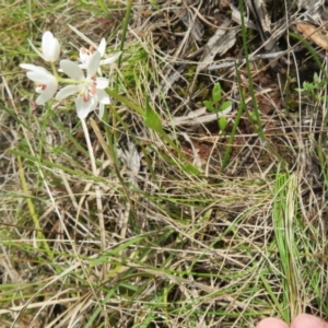 Wurmbea dioica subsp. dioica at Hall, ACT - 18 Sep 2022 12:29 PM