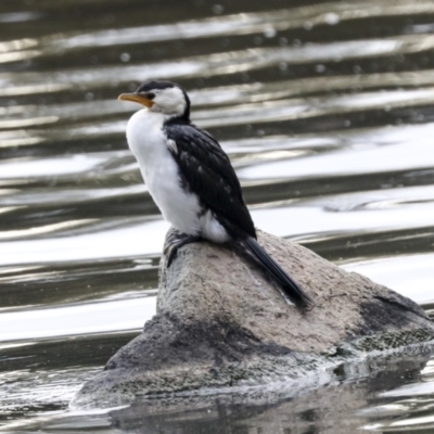 Microcarbo melanoleucos (Little Pied Cormorant) at Belconnen, ACT - 26 Sep 2022 by AlisonMilton