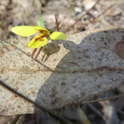 Diuris sp. (hybrid) (Hybrid Donkey Orchid) at Hall, ACT - 18 Sep 2022 by Christine