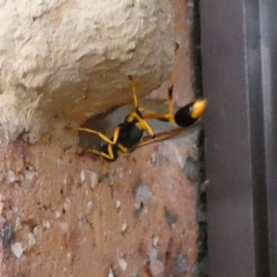 Sceliphron sp. (formosum or laetum) (Sceliphron mud dauber wasp) at McKellar, ACT - 16 Feb 2022 by Amata