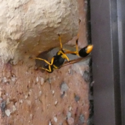 Sceliphron sp. (formosum or laetum) (Sceliphron mud dauber wasp) at McKellar, ACT - 16 Feb 2022 by Birdy