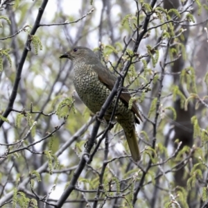 Ptilonorhynchus violaceus at Evatt, ACT - 26 Sep 2022